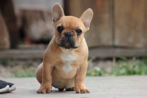 francia bulldog
