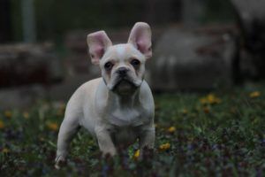 francia bulldog
