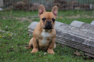 francia bulldog