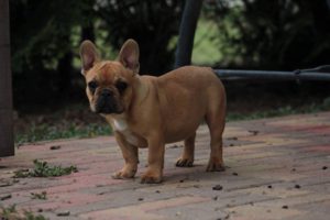 francia bulldog