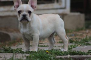 francia bulldog