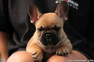 francia bulldog