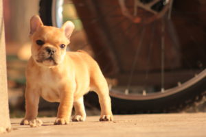francia bulldog