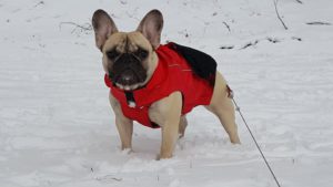 francia bulldog
