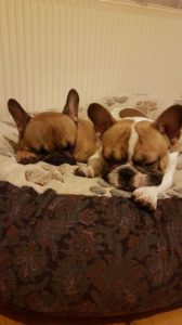 francia bulldog