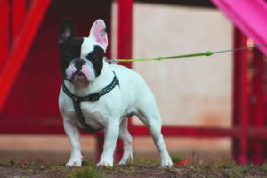 francia bulldog