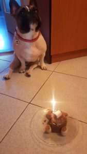 francia bulldog