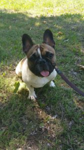francia bulldog