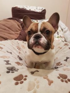 francia bulldog