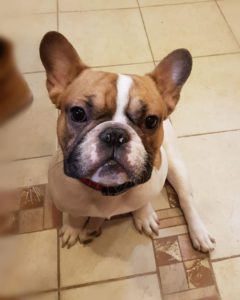 francia bulldog